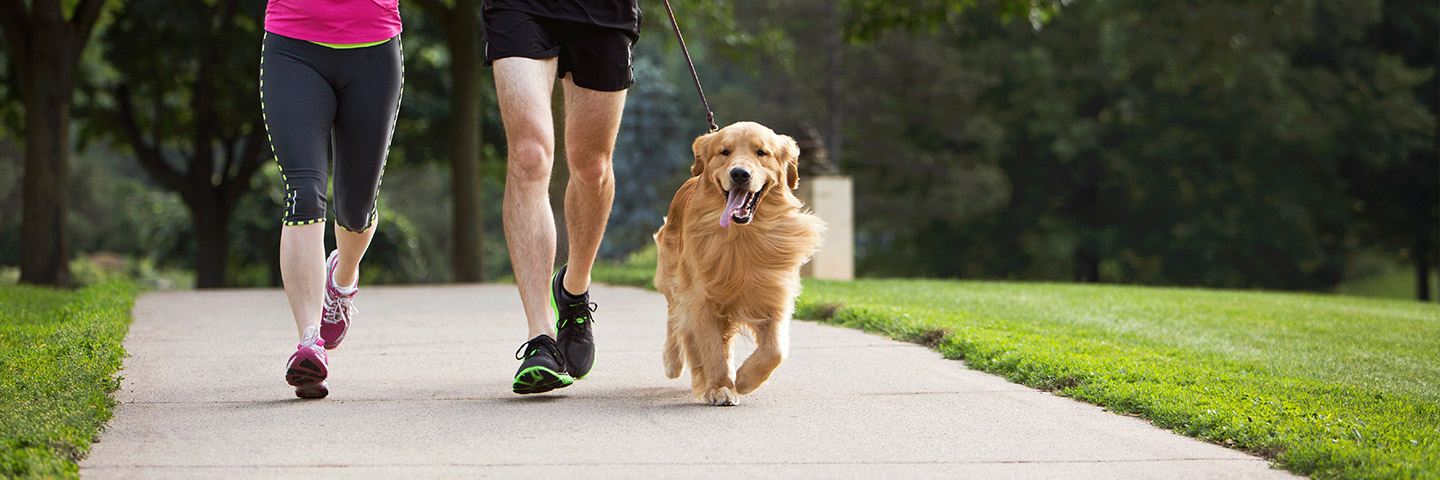 DogWatch of Spokane and Northern Idaho, Spokane, Washington | Electronic Dog Training Collars Footer Image Image