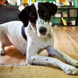 DogWatch of Spokane and Northern Idaho, Spokane, Washington | Indoor Pet Boundaries Contact Us Image