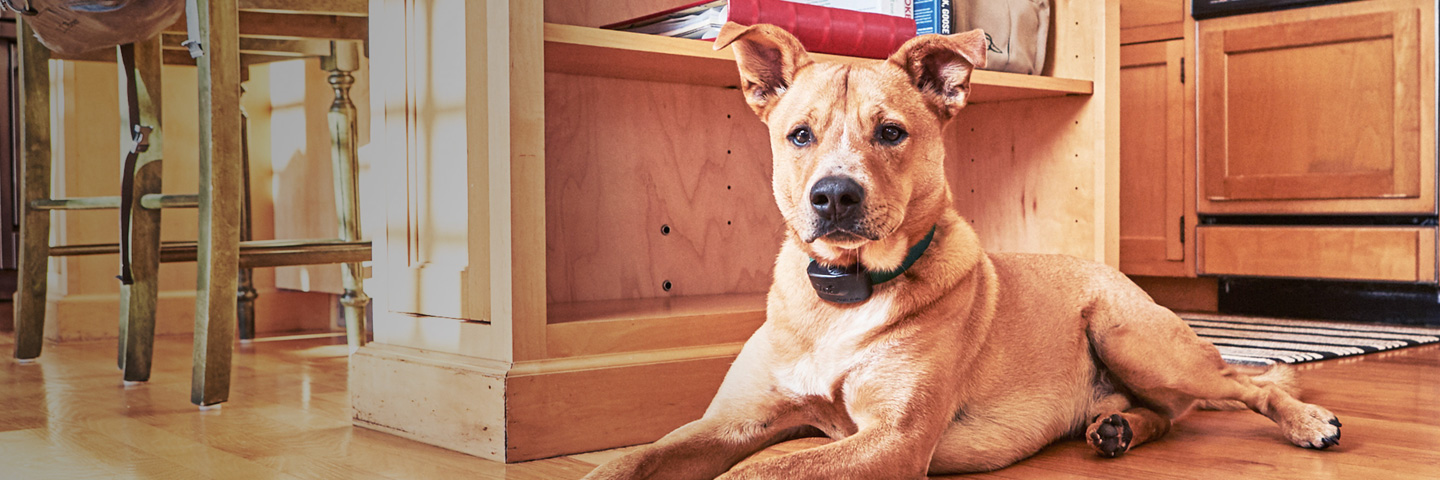 DogWatch of Spokane and Northern Idaho, Spokane, Washington | Indoor Pet Fences Slider Image