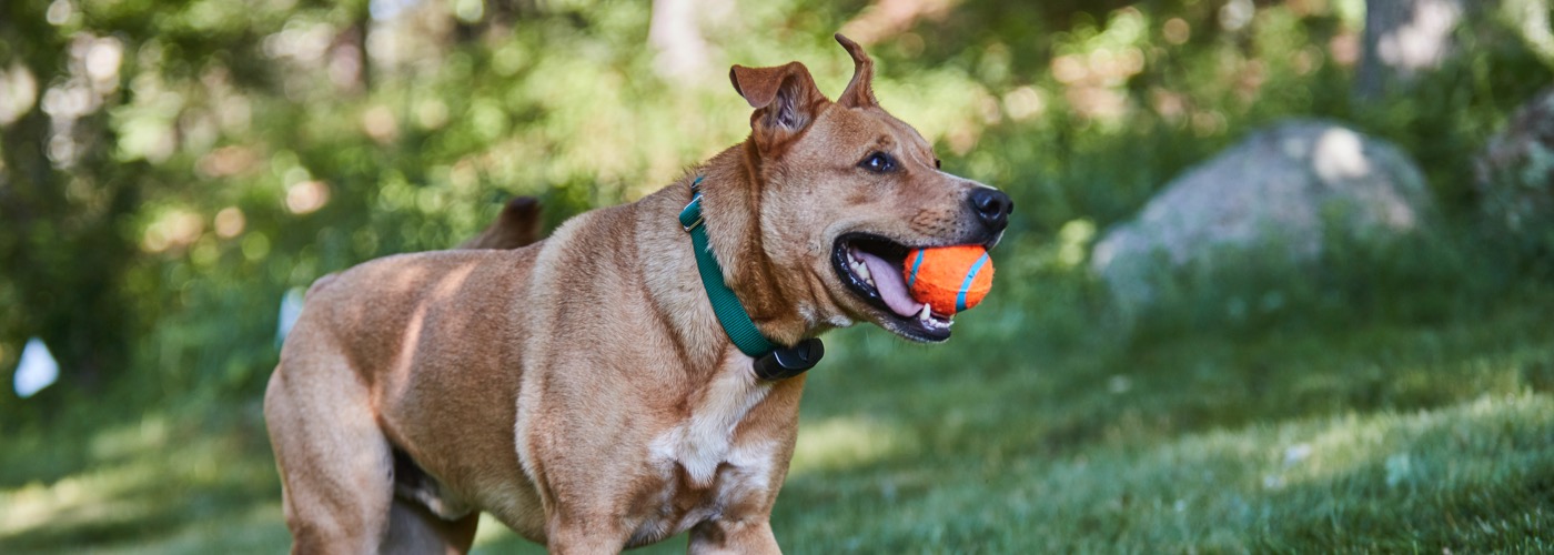 DogWatch of Spokane and Northern Idaho, Spokane, Washington | ProFenceX Slider Image